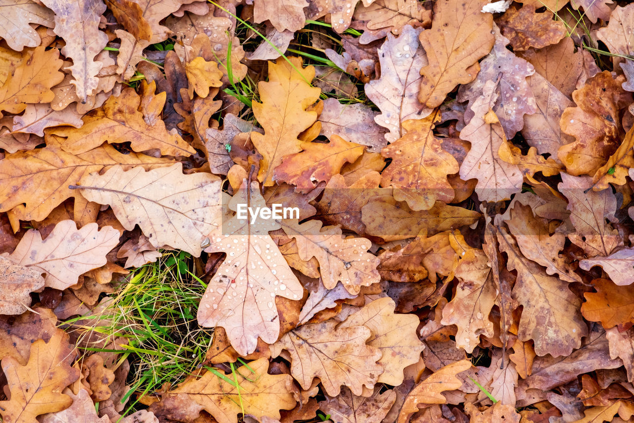 leaf, plant part, autumn, tree, plant, dry, nature, leaves, full frame, day, no people, land, backgrounds, branch, soil, brown, field, falling, high angle view, outdoors, beauty in nature, abundance, fragility, pattern, close-up, orange color, natural condition, directly above, tranquility, large group of objects