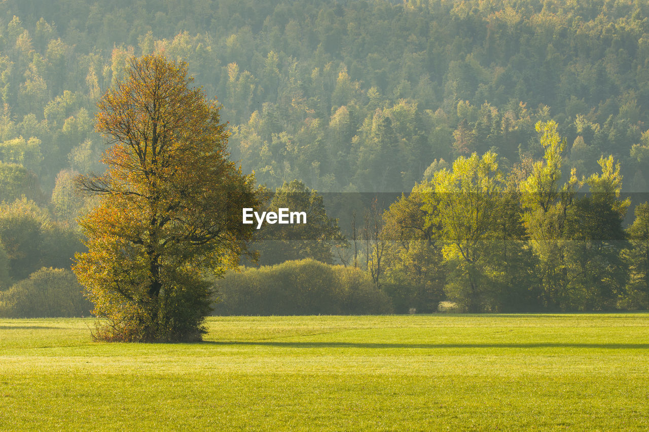 Sunrise in valley with lonely tree in autumn at triglav national park in slovenia with fall colors