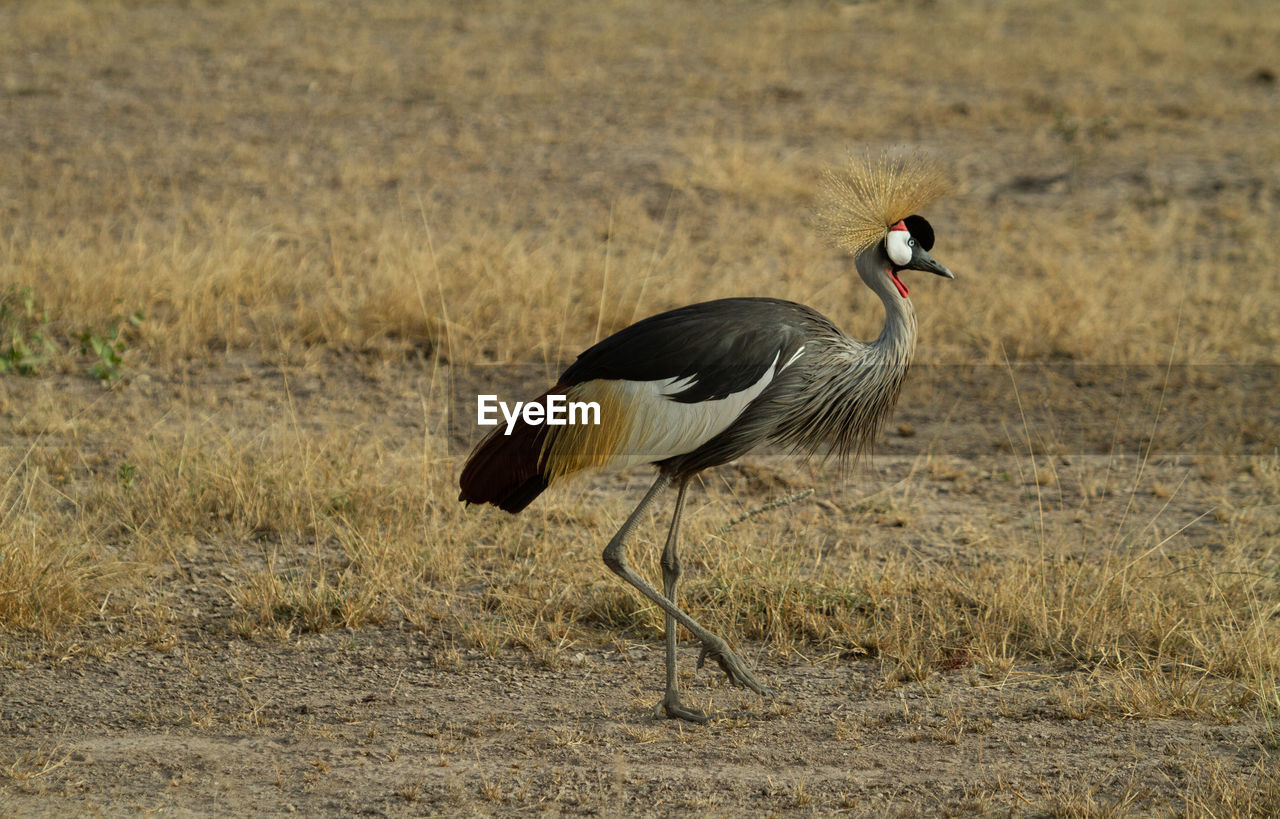 Grey crowned crane bird eating bugs in the grass