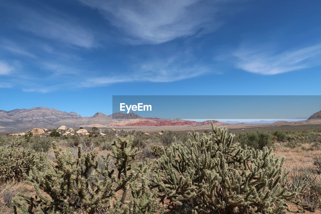 Plants growing in desert against blue sky