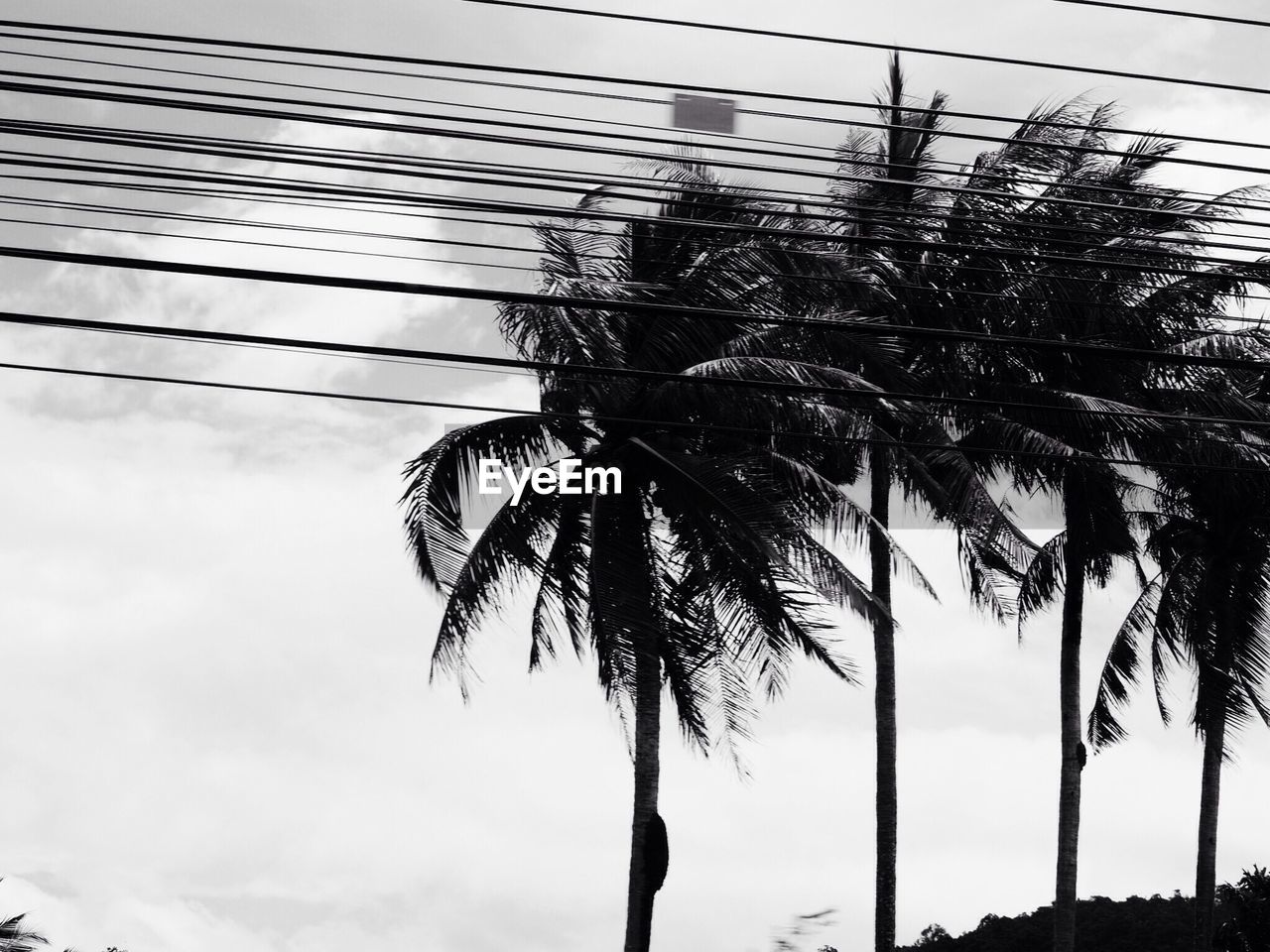 LOW ANGLE VIEW OF PALM TREE AGAINST SKY