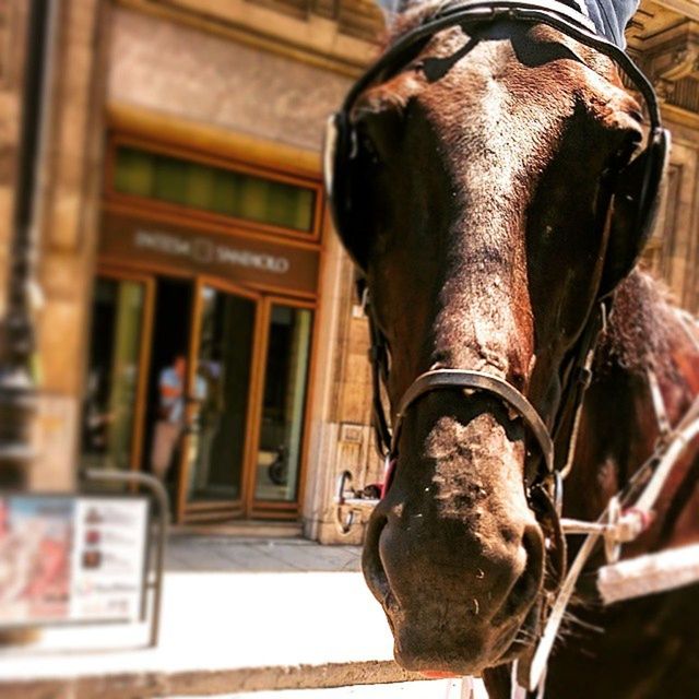 CLOSE-UP OF HORSE