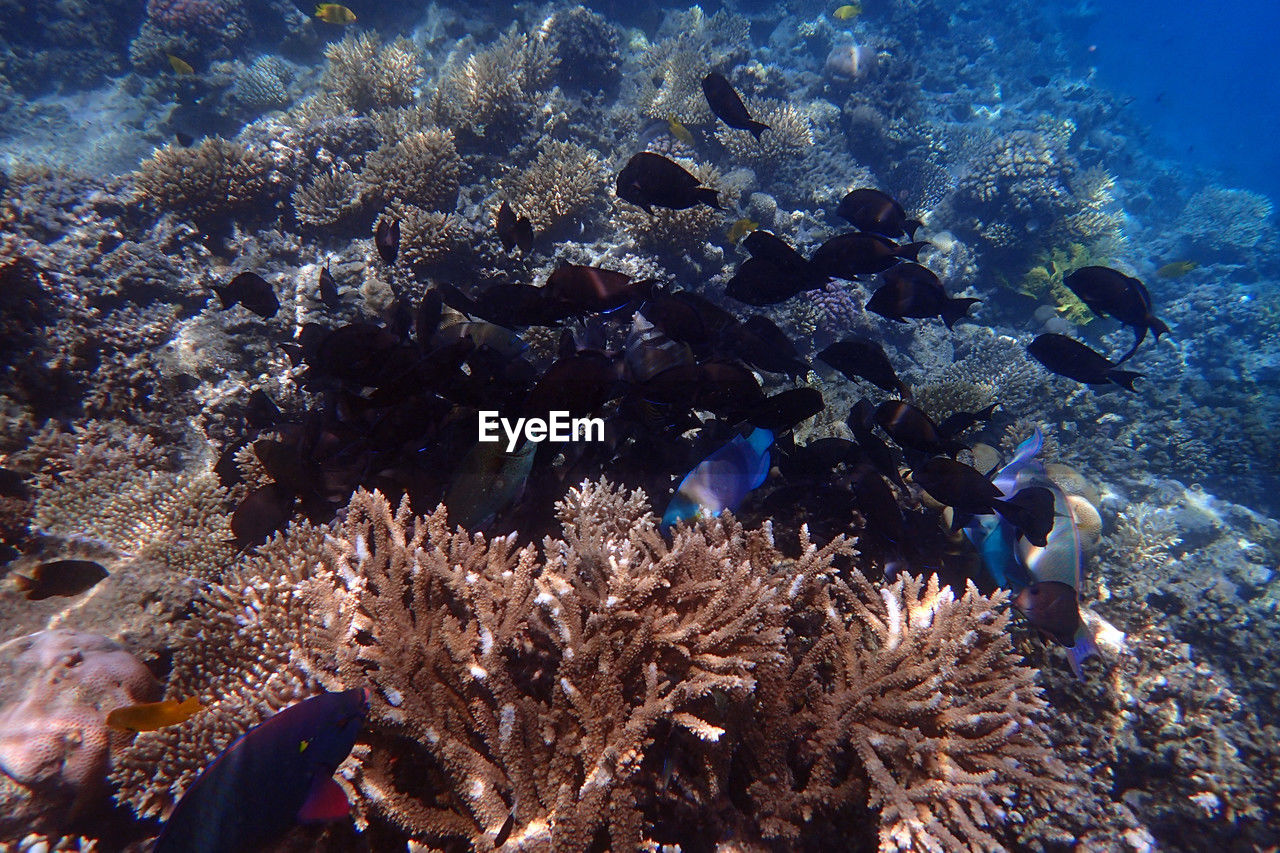 underwater, undersea, sea, wildlife, sea life, water, animal wildlife, coral reef, animal, animal themes, coral, marine, marine biology, natural environment, reef, coral reef fish, aquarium, fish, nature, group of animals, large group of animals, swimming, marine invertebrates, stony coral, ecosystem, sports, beauty in nature, no people, water sports, tropical fish, adventure, ocean, outdoors
