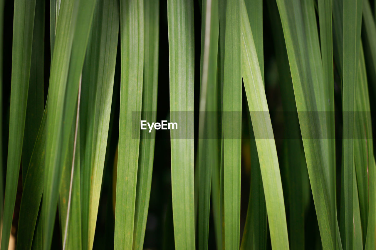 Full frame shot of grass