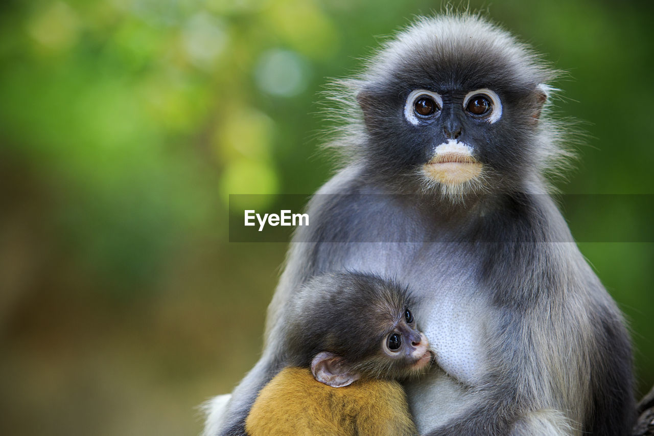 Close-up of monkeys in forest