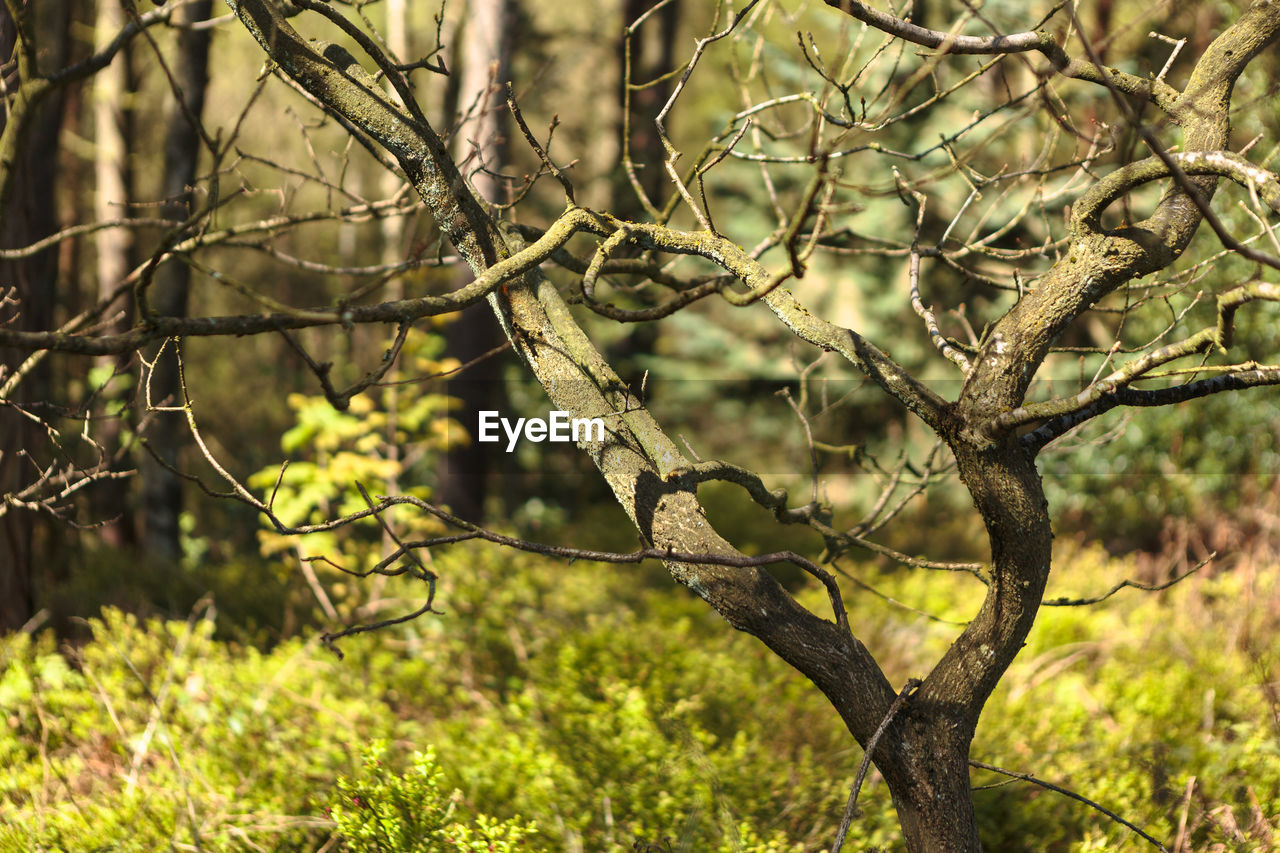 Close-up of tree branch