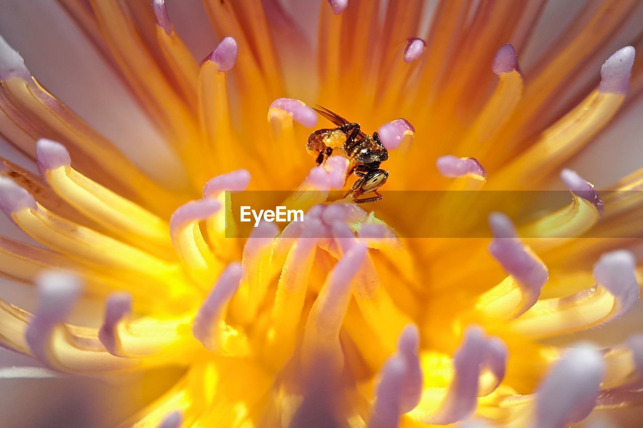 EXTREME CLOSE-UP OF BEE POLLINATING ON YELLOW FLOWER