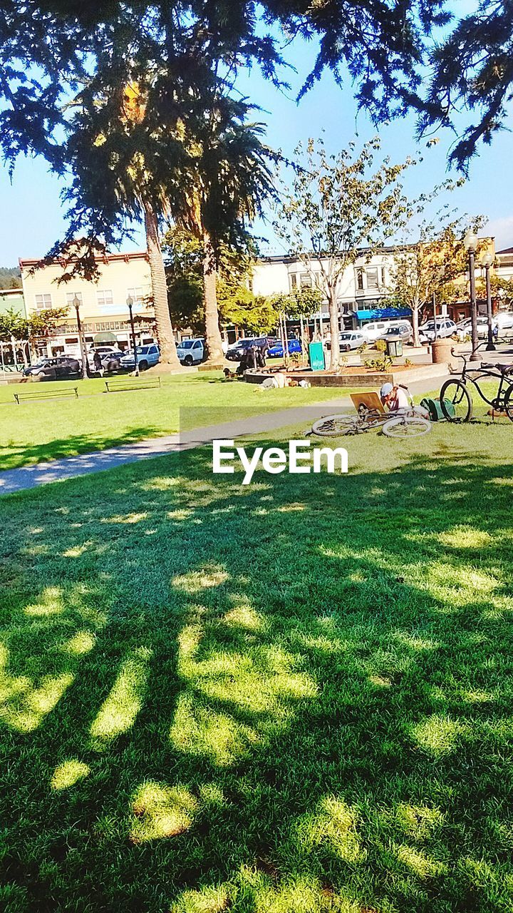 TREES ON GRASSY PARK