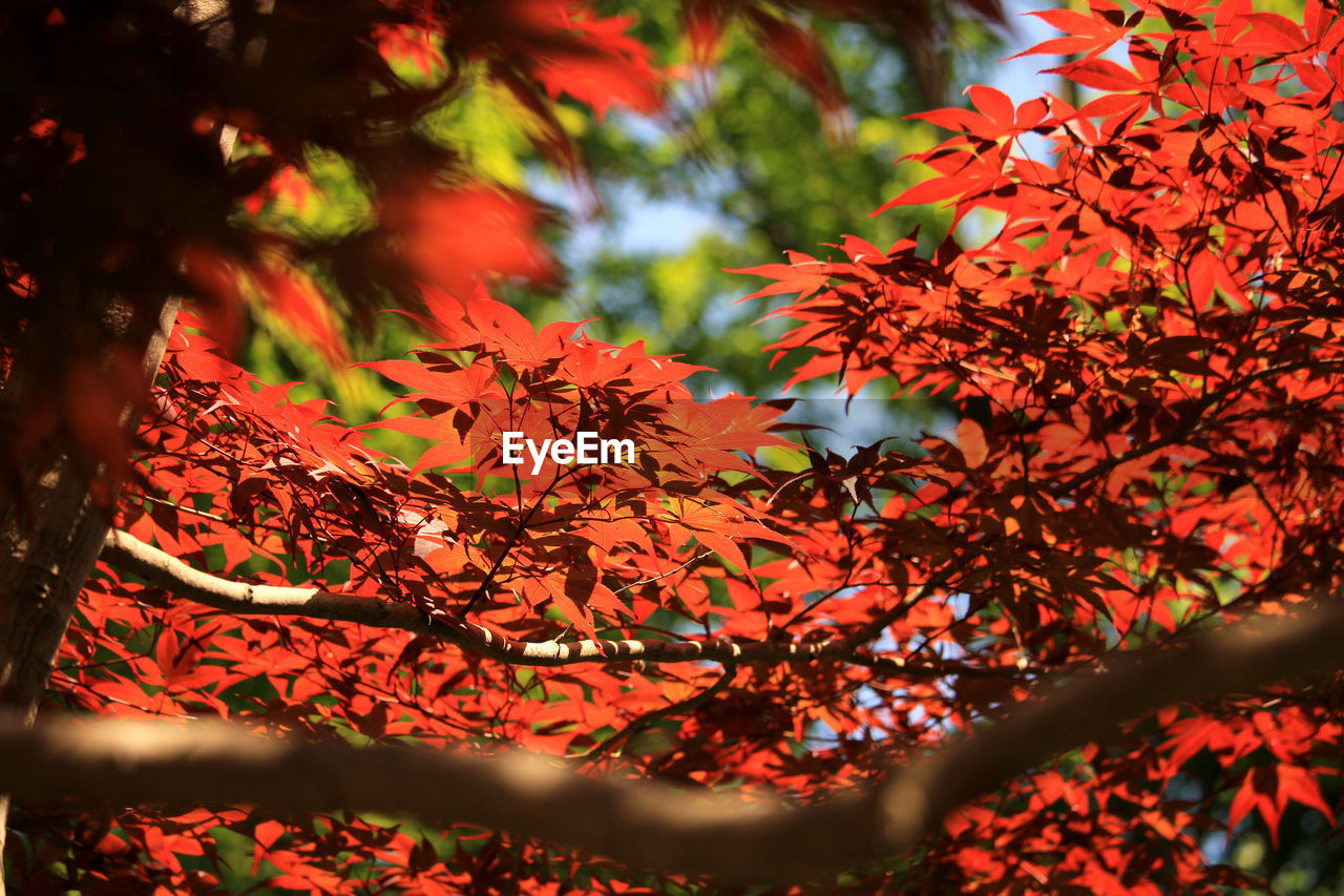 low angle view of maple leaves on tree during autumn