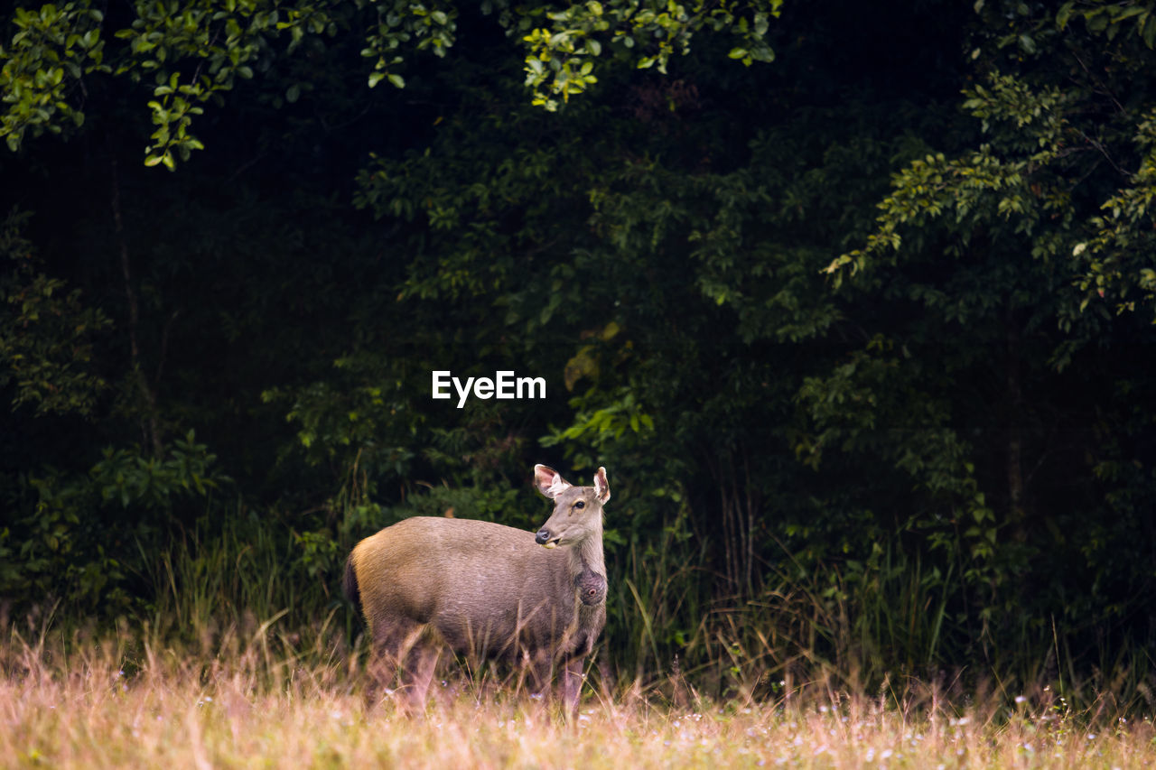 Sambar deer in khao yai national park thailand