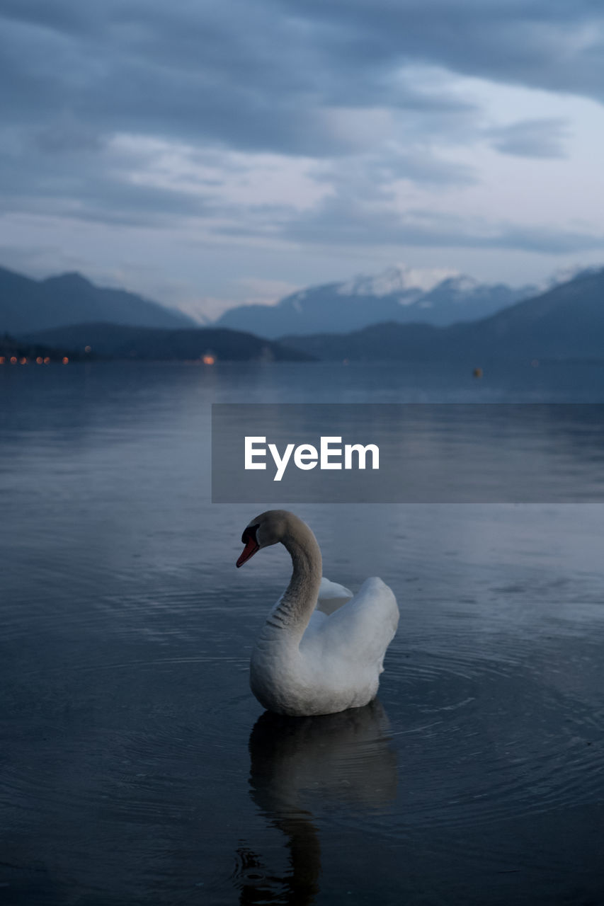 SWANS SWIMMING IN LAKE