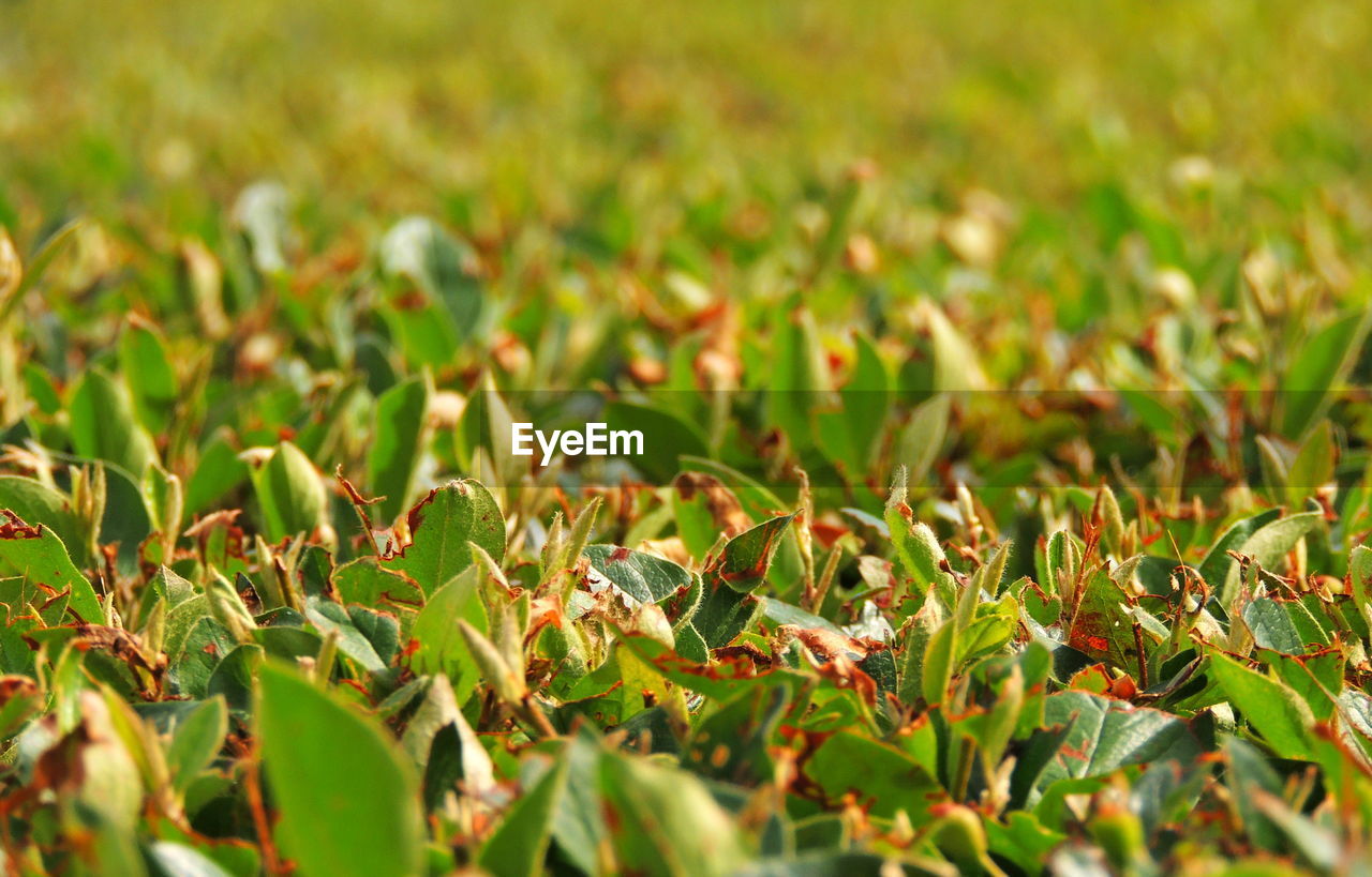 Close-up of fresh green leaves on field