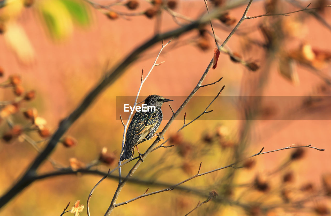 Young starling sitting on a branch in autumn