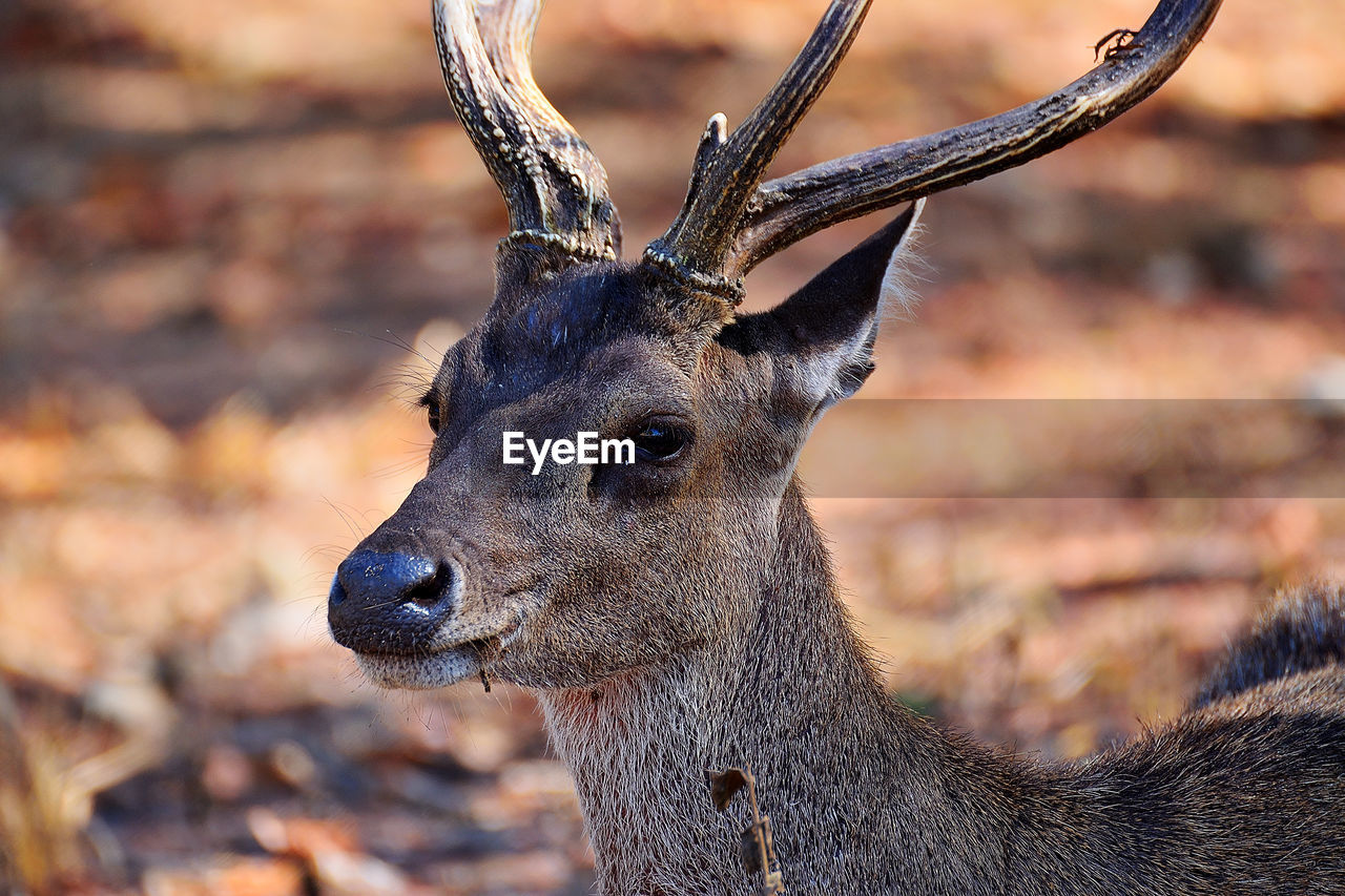 Close-up of deer