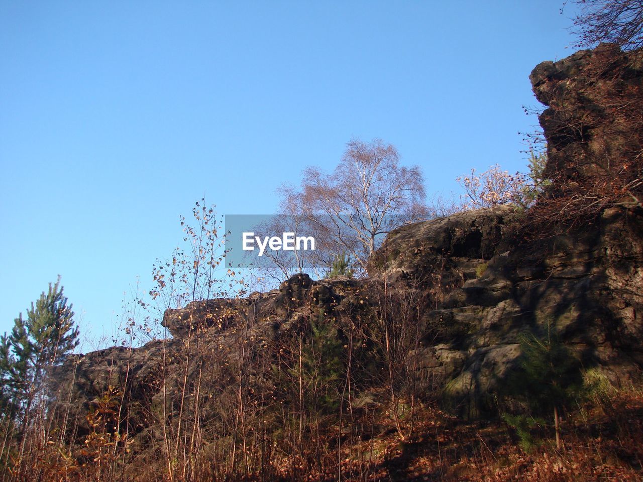 LOW ANGLE VIEW OF TREES AND PLANTS AGAINST CLEAR SKY