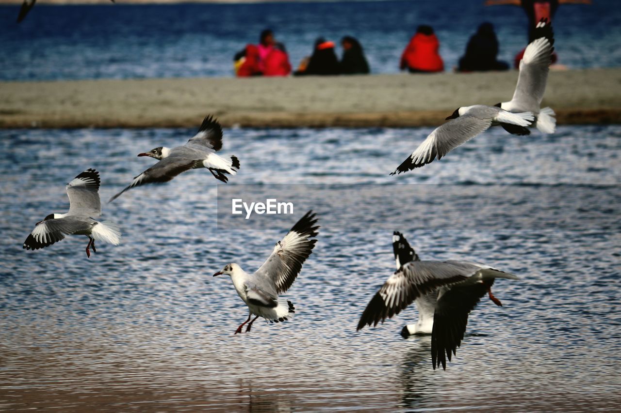 Seagulls flying over water