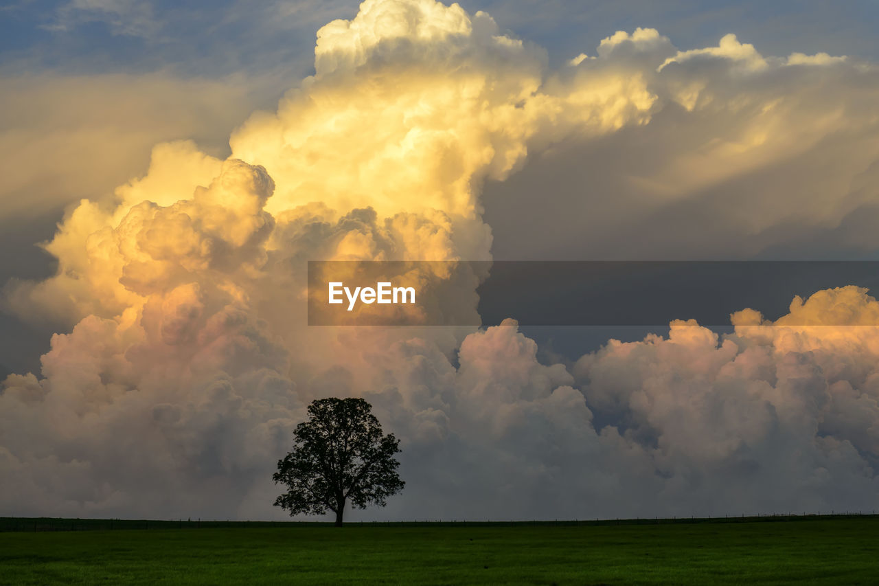 TREES ON FIELD AGAINST SKY AT SUNSET