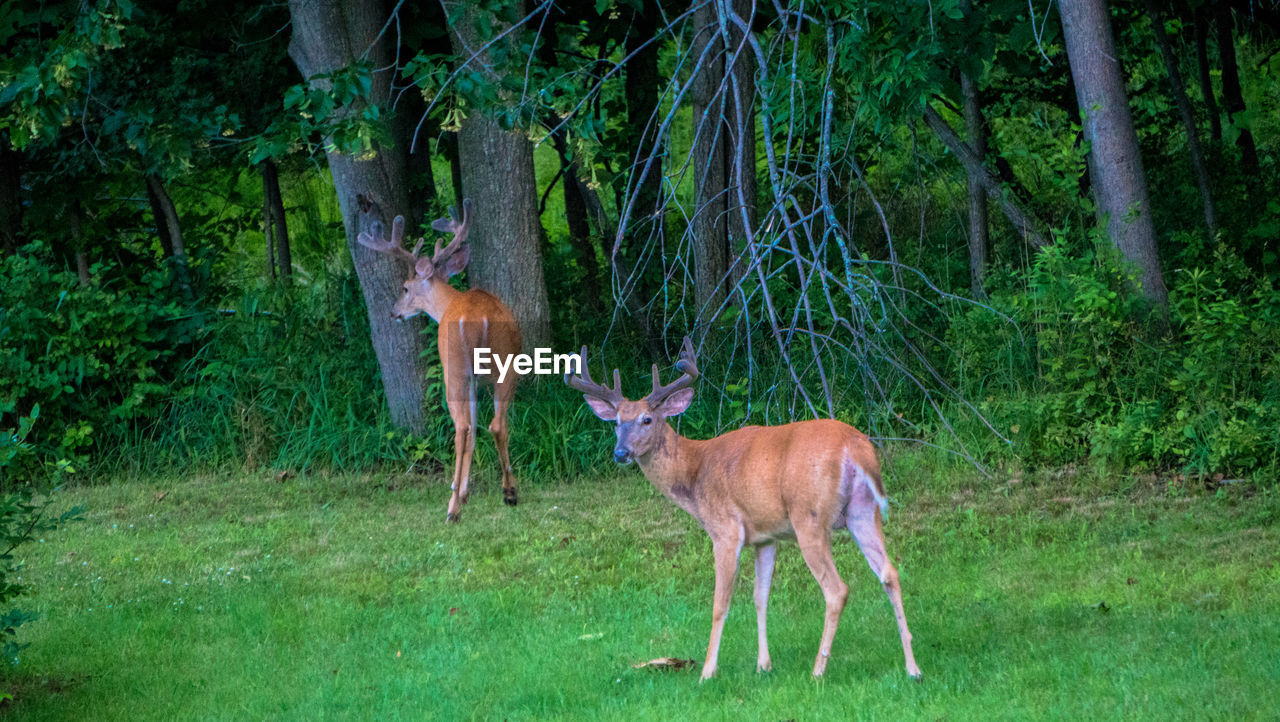 DEER STANDING ON TREE IN FOREST