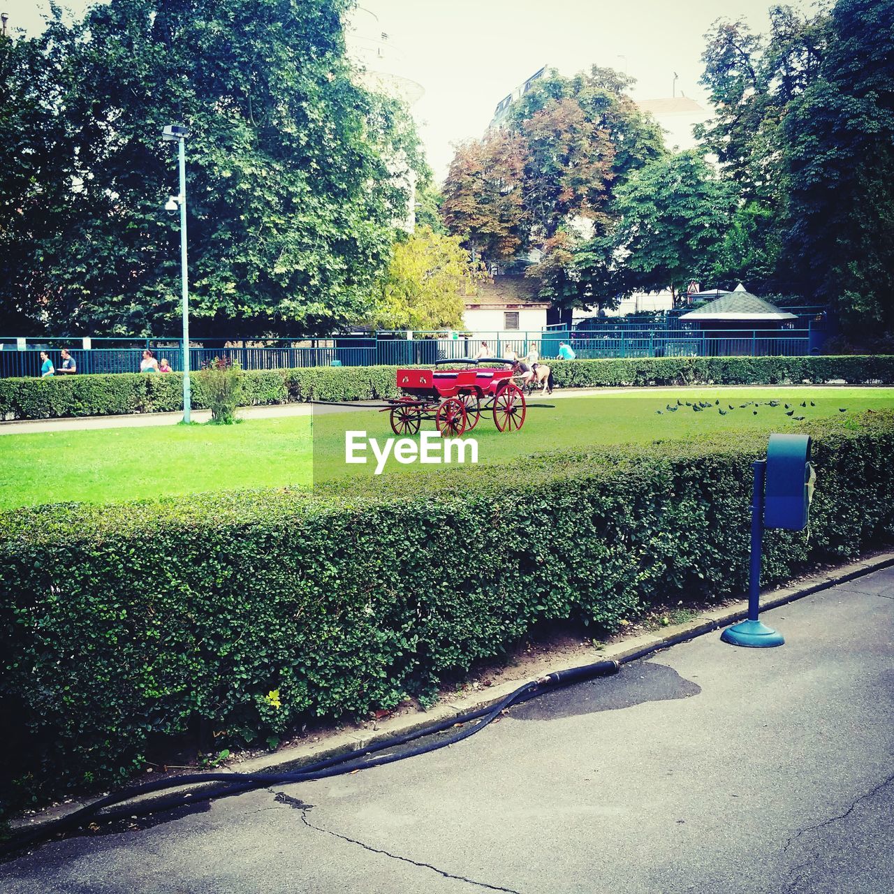 VIEW OF TREES IN PARK