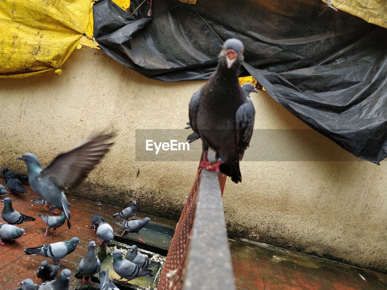 Close-up of pigeon perching on wall