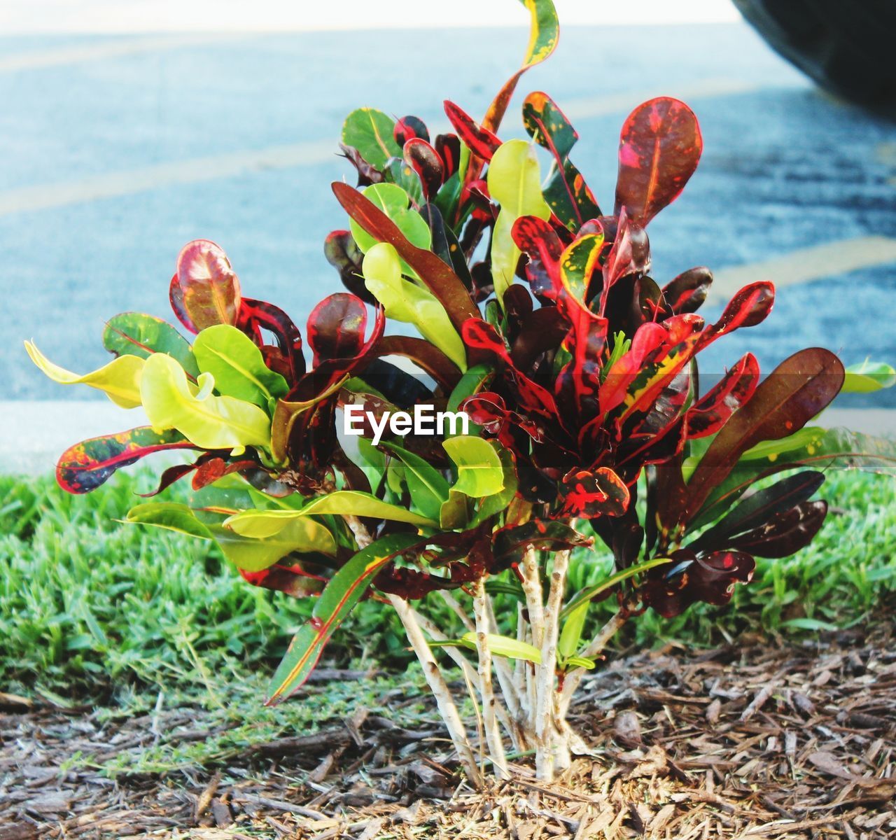 Close-up of red flowering plant