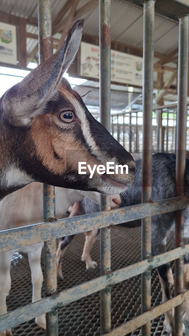 CLOSE-UP OF HORSE IN CAGE