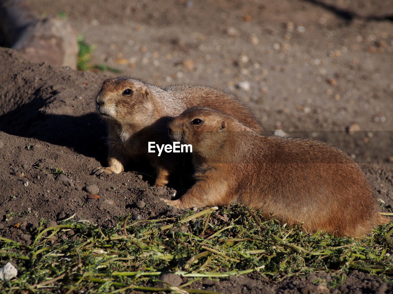 Side view of a rodent on field