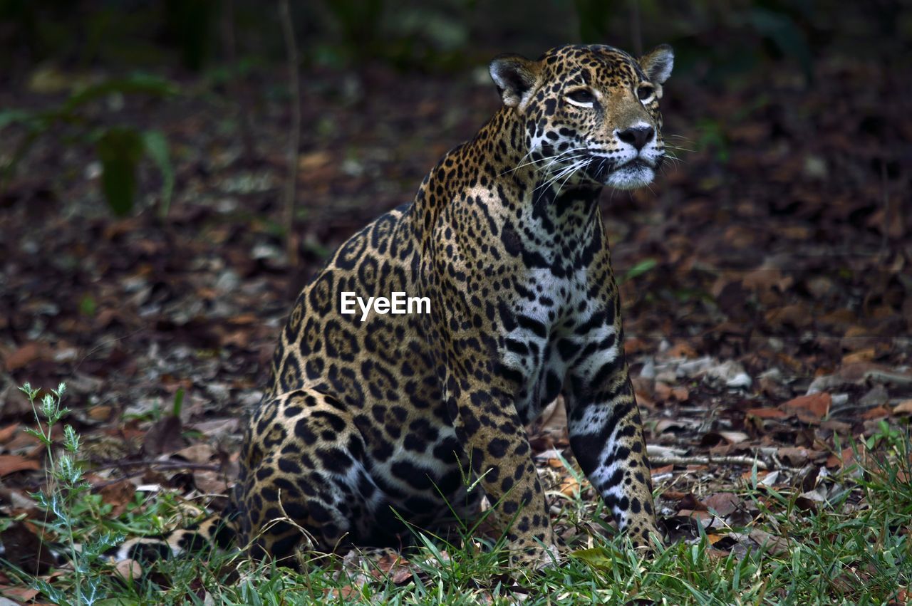 Jaguar relaxing on field