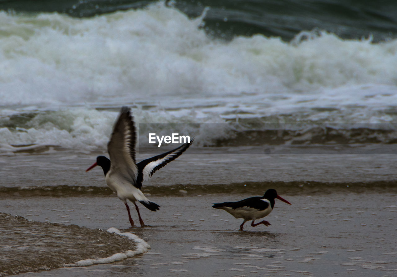 SEAGULLS FLYING OVER SEA