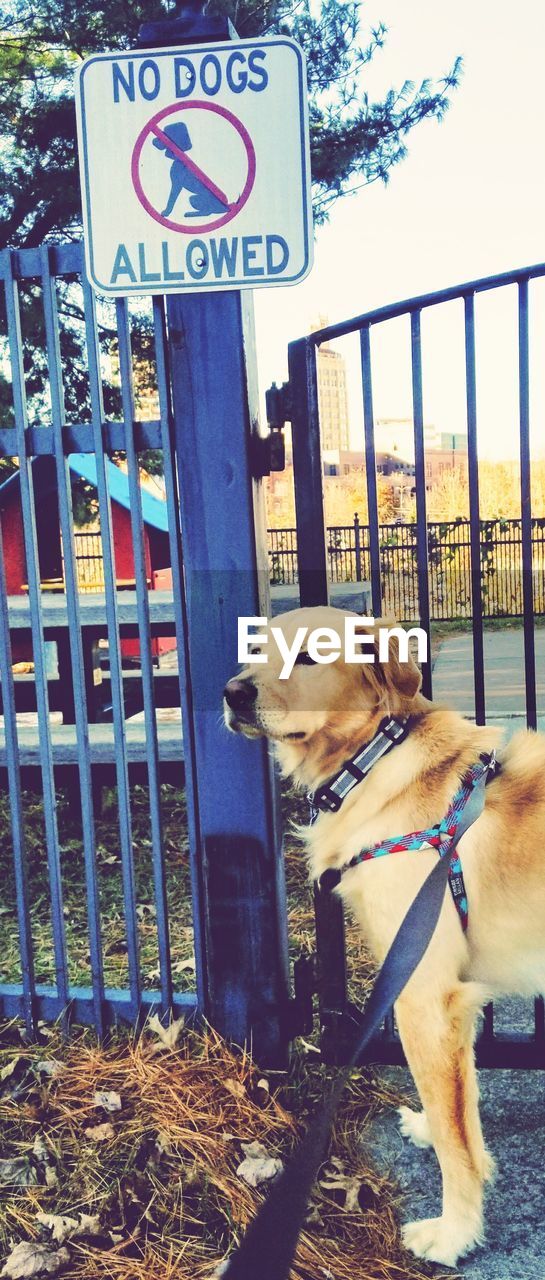 VIEW OF A DOG LOOKING AWAY WHILE STANDING ON STREET