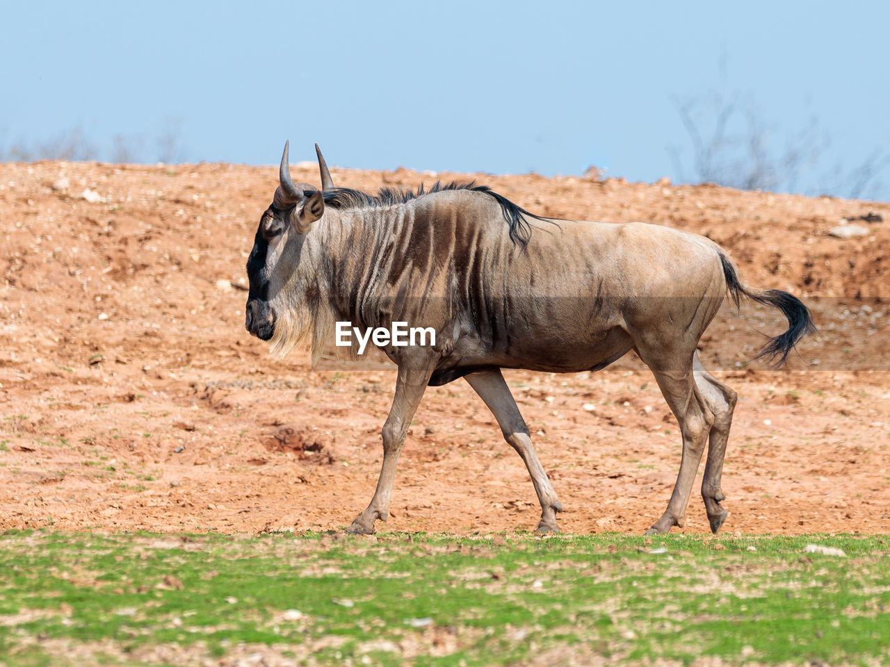 SIDE VIEW OF HORSE ON FARM