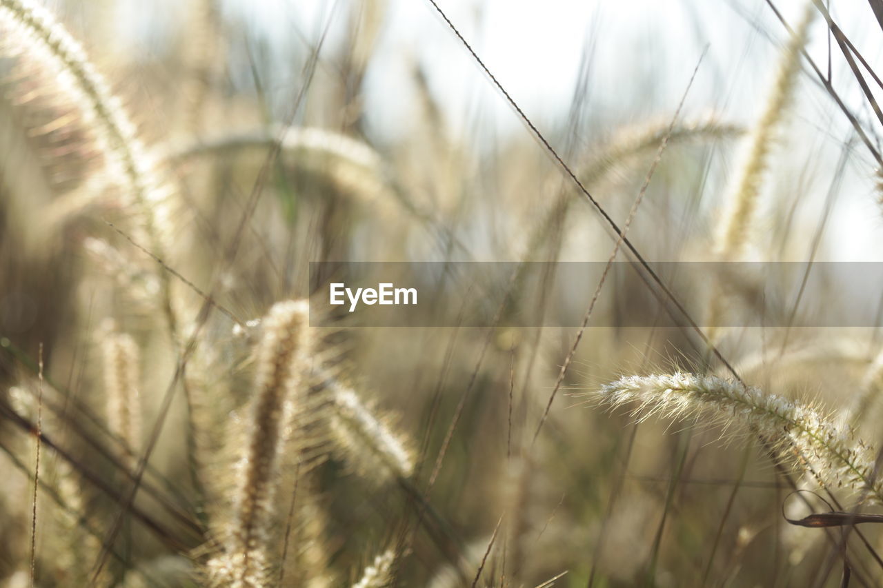 CLOSE-UP OF STALKS AGAINST BLURRED BACKGROUND