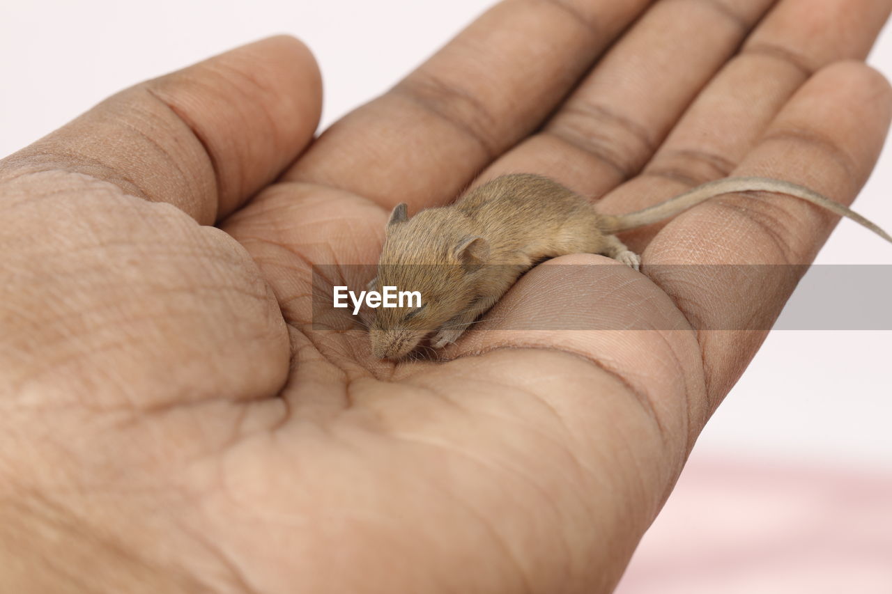 hand, animal, animal themes, one animal, one person, holding, animal wildlife, close-up, young animal, finger, mouse, bird, lap dog, mammal, wildlife, rodent, indoors