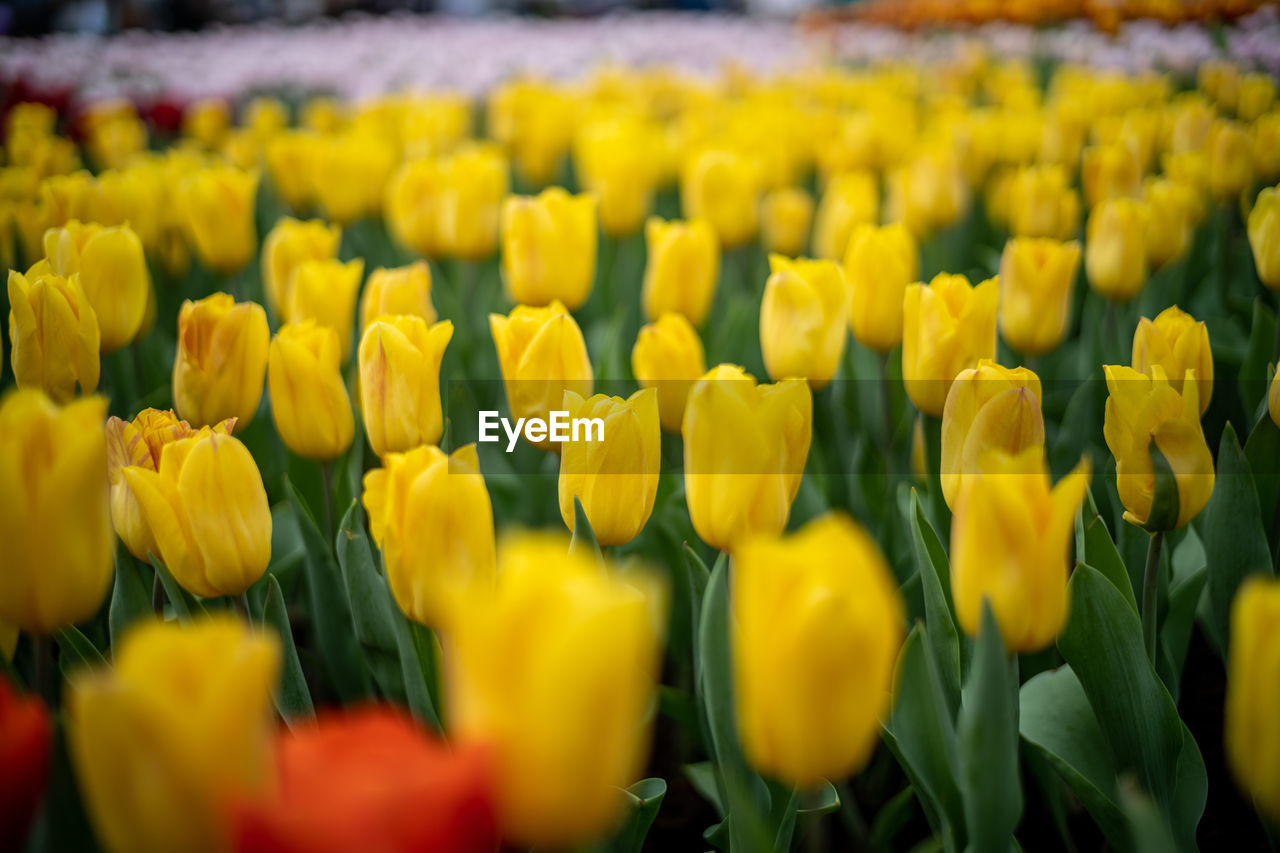 close-up of yellow flowering plants on field