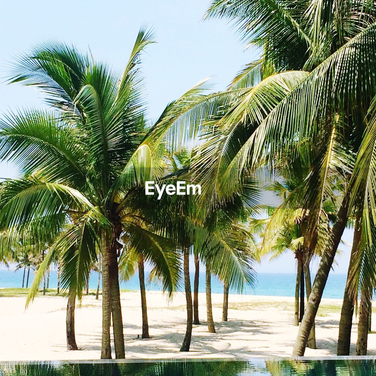 Palm trees at beach