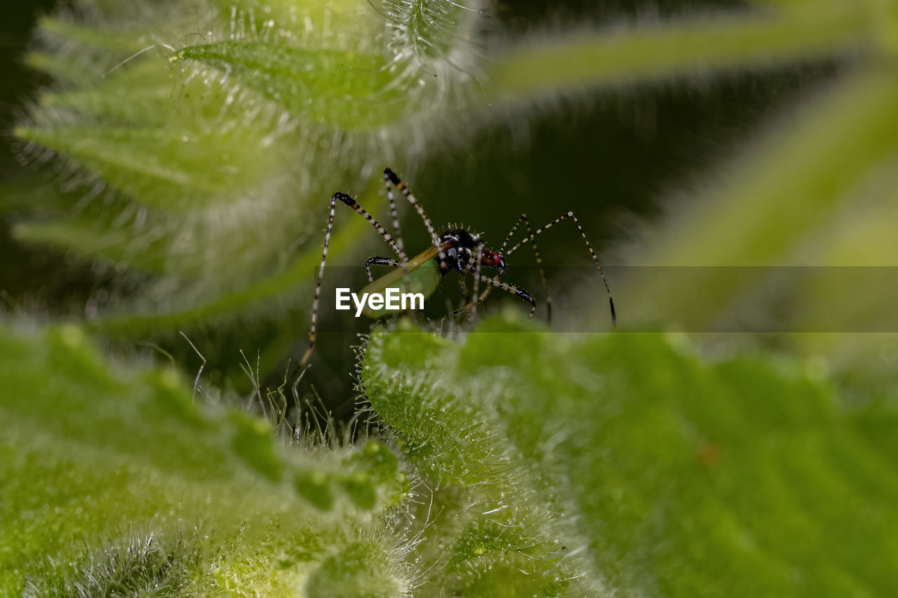 close-up of spider