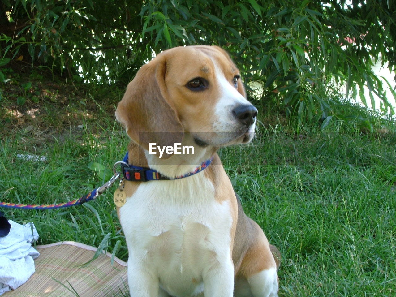 DOG STANDING ON GRASSY FIELD