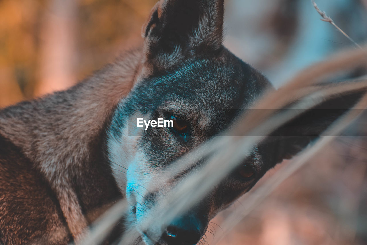 Close-up portrait of a dog