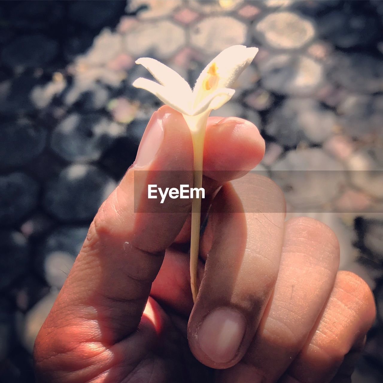 CLOSE-UP OF HANDS HOLDING FLOWER