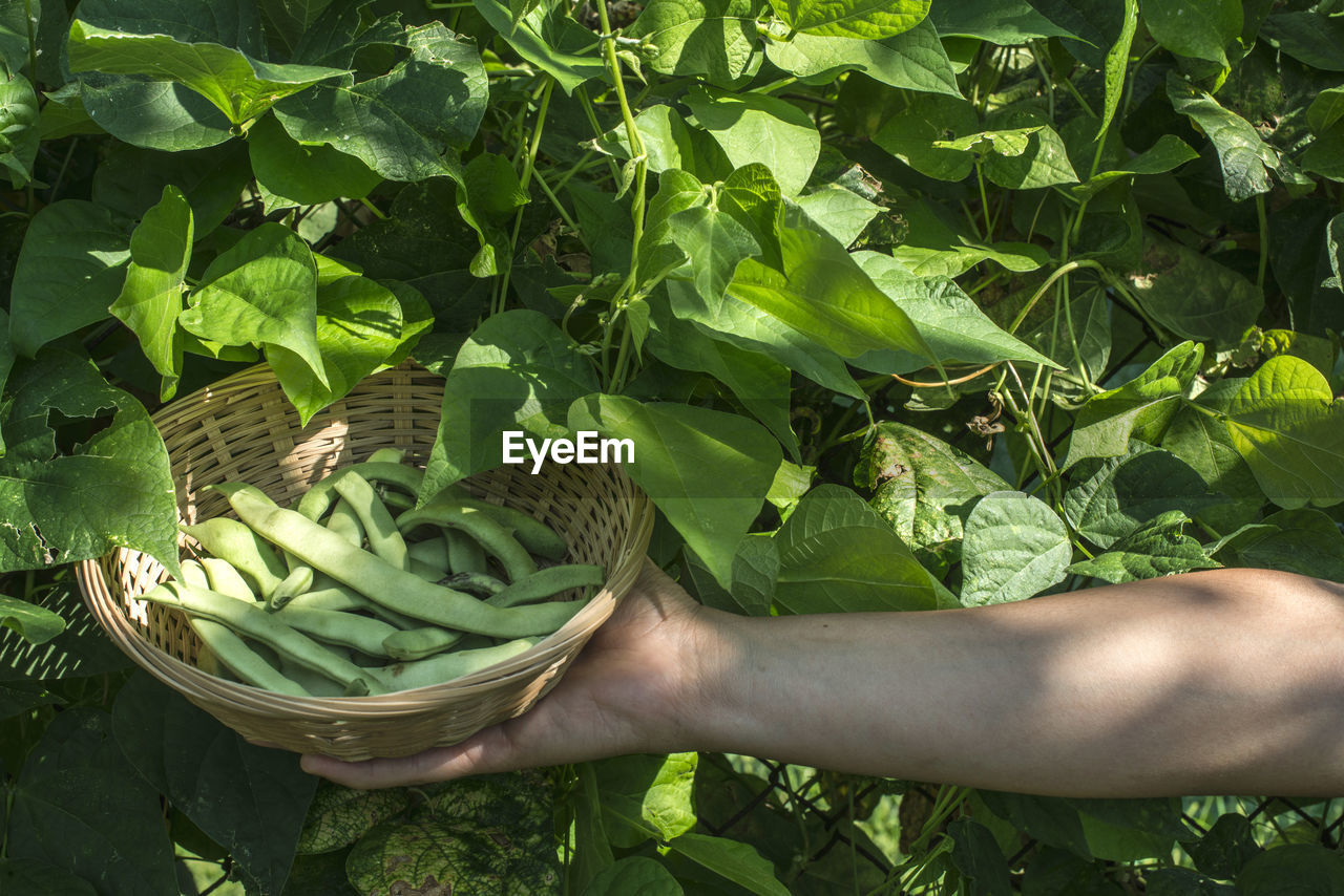 MIDSECTION OF PERSON HOLDING LEAVES IN WICKER BASKET