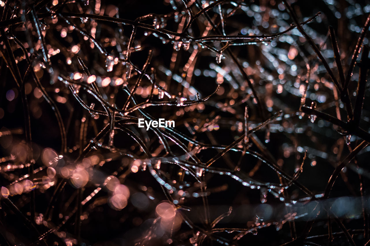 CLOSE-UP OF TREE SPIDER WEB AGAINST SKY