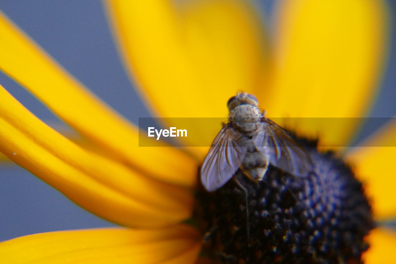 Close-up of fly pollinating on yellow flower