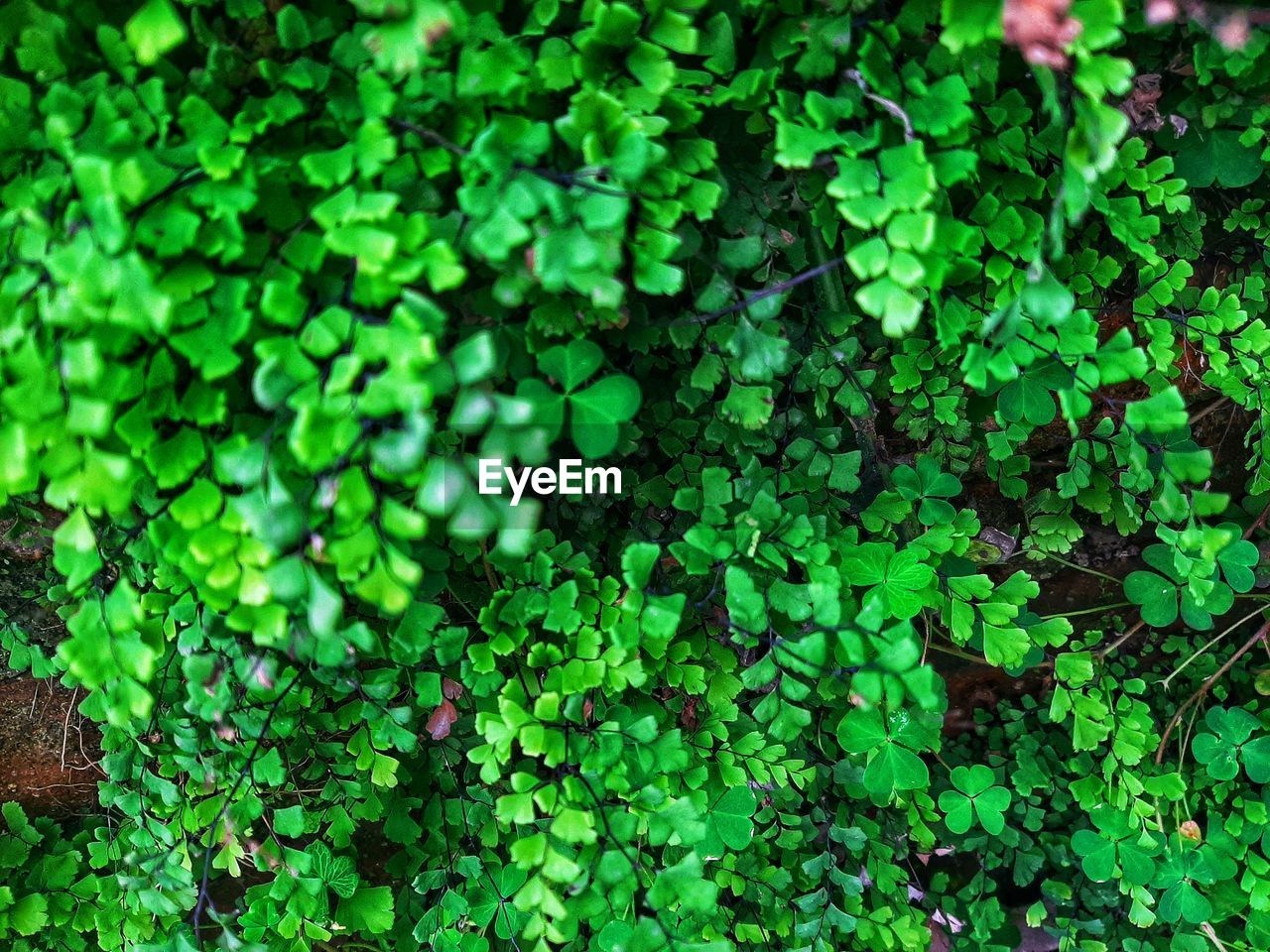 FULL FRAME SHOT OF PLANTS