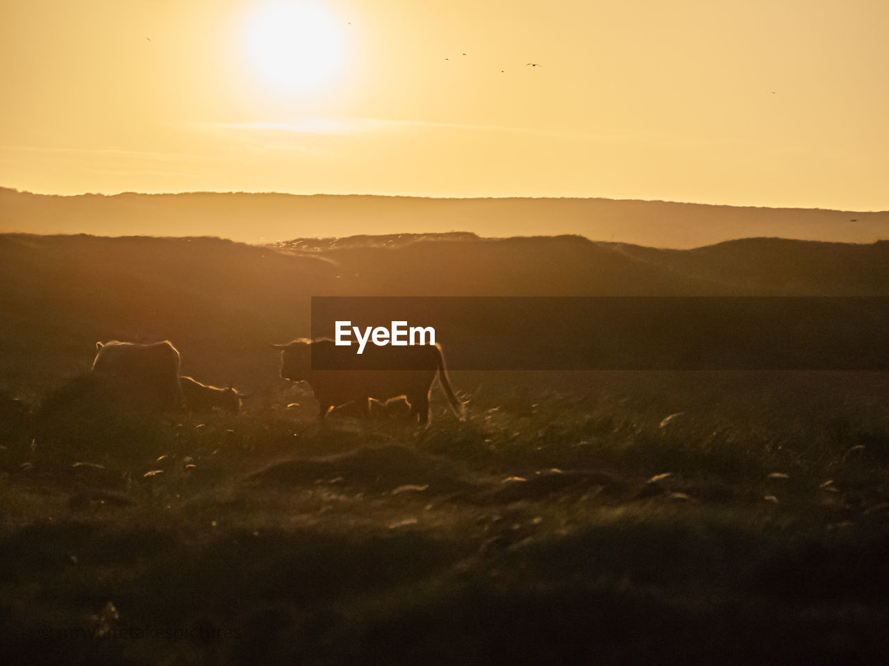 View of highland cows on field during sunset