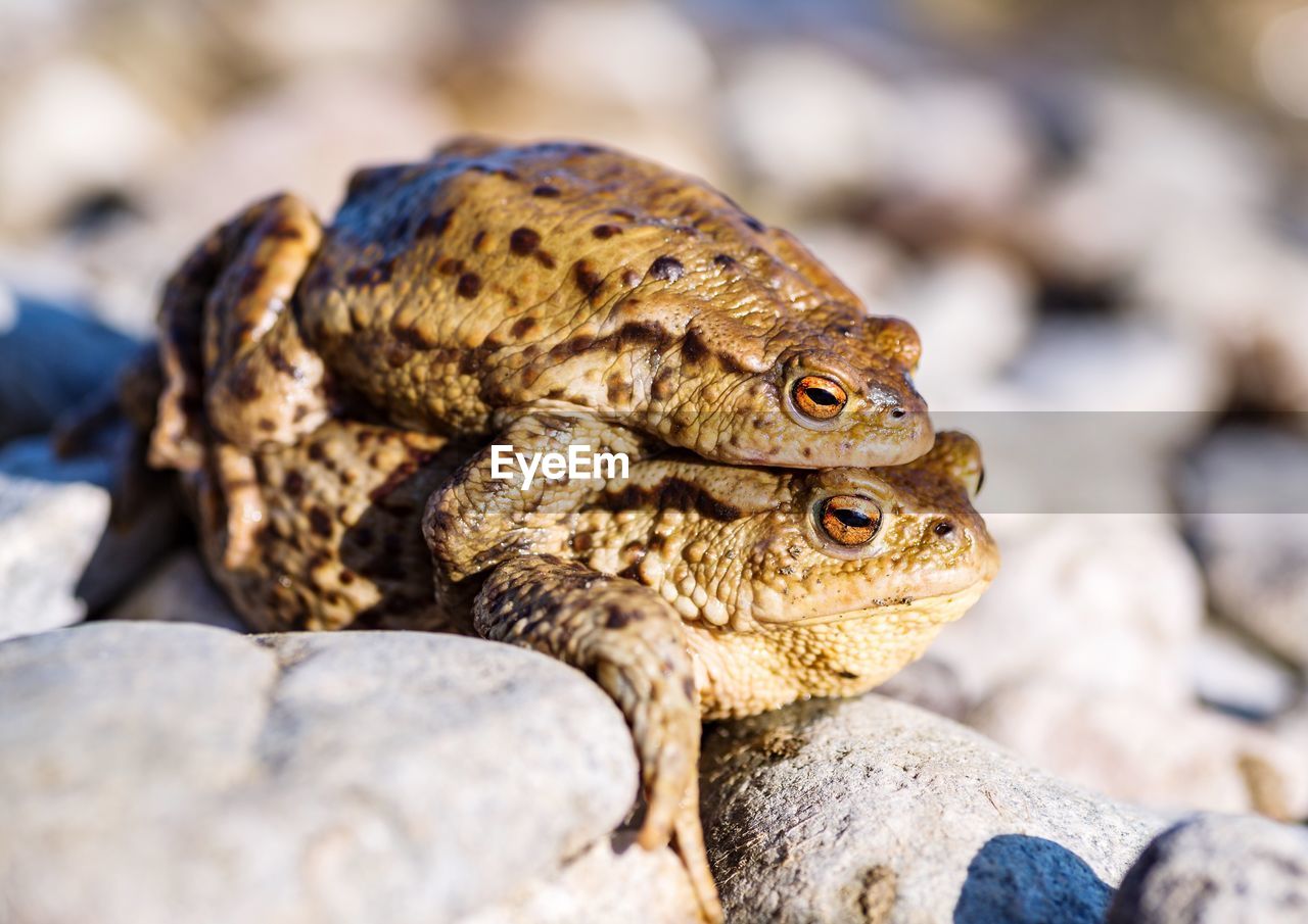 Close-up of frogs mating