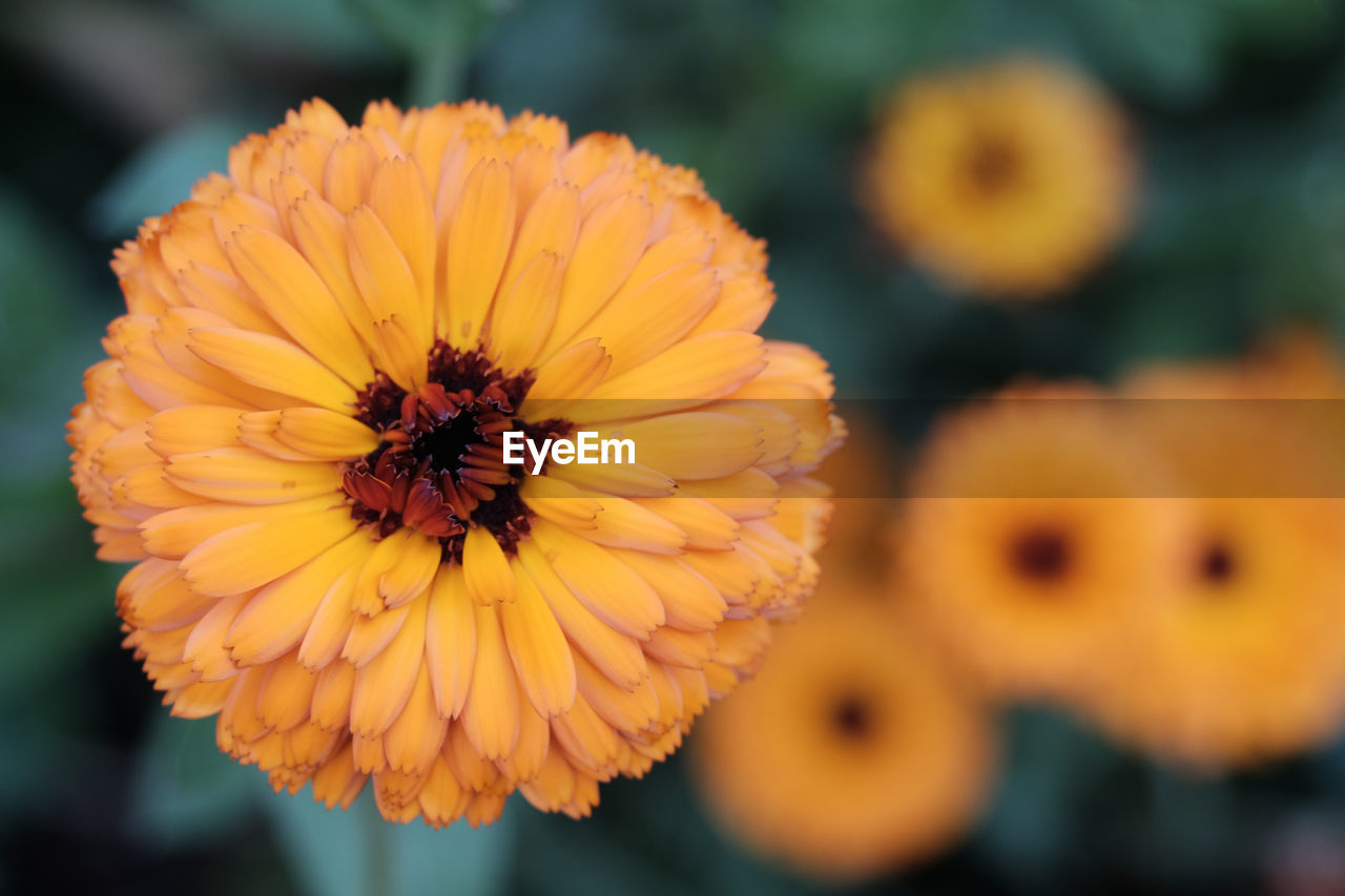 Close-up of yellow flower