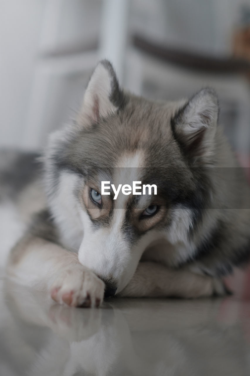 Siberian husky dog looks cute