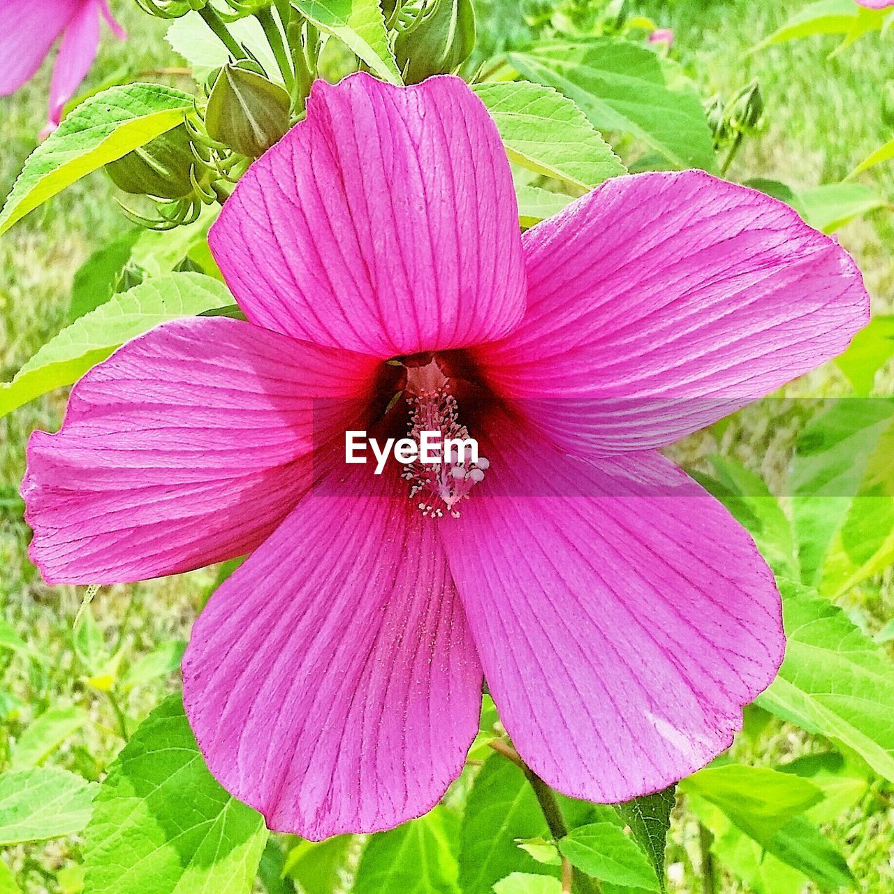 Close-up of pink hibiscus blooming outdoors