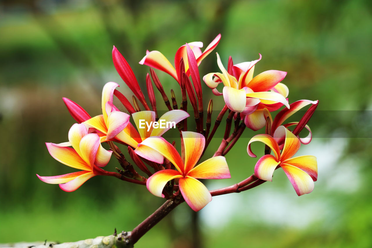 CLOSE-UP OF ORANGE FLOWERING PLANT