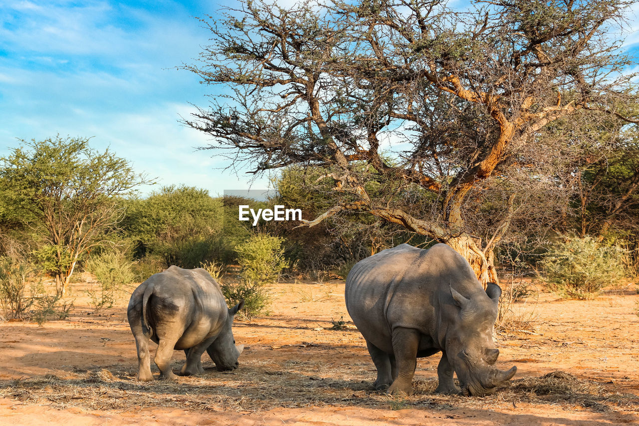 ELEPHANT IN THE FIELD